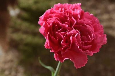 스승의 날 선물