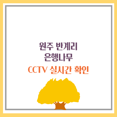 반계리 은행나무 cctv