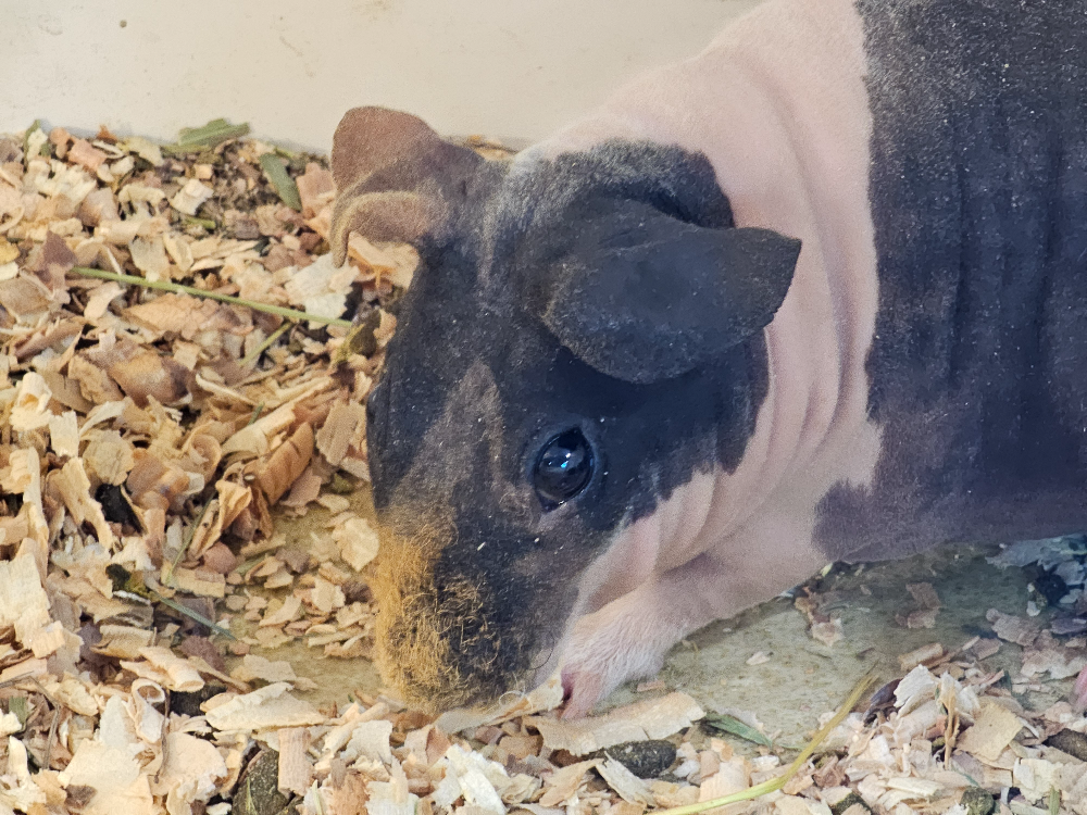 アニタッチ アクアシティお台場_08