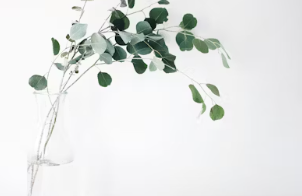 식물성 멜라토닌 영양제 식물성 멜라토닌 효능 추천 부작용