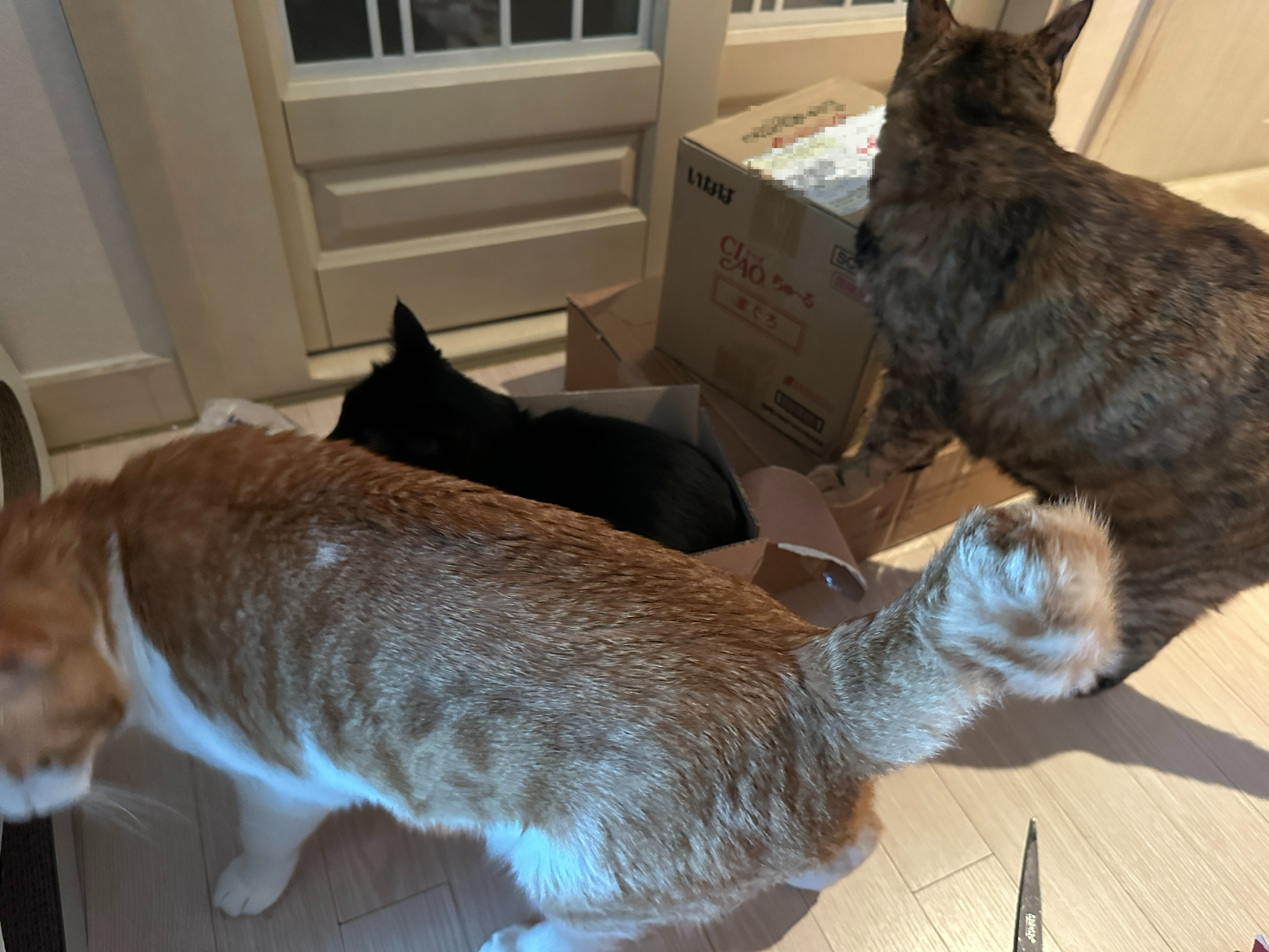 투슬리스 닮은 건이의 박스사랑. 특히 몸에 꼭 끼는 박스! (feat. 이번 포스팅의 뽀인트는 건이의 미모)