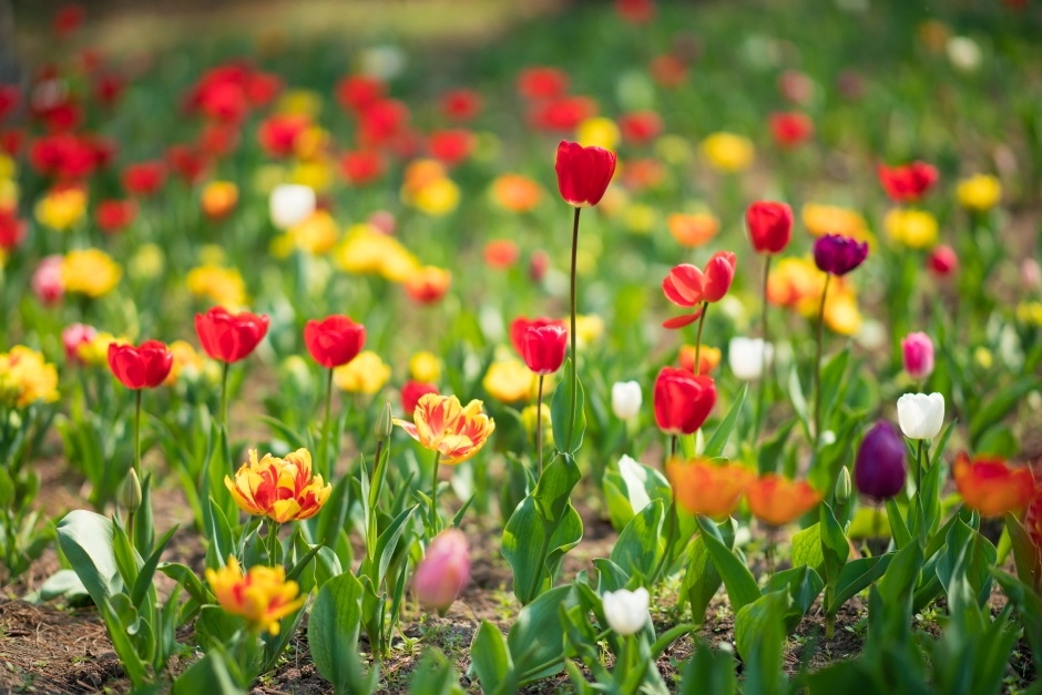 제주 튤립축제 in 한림공원