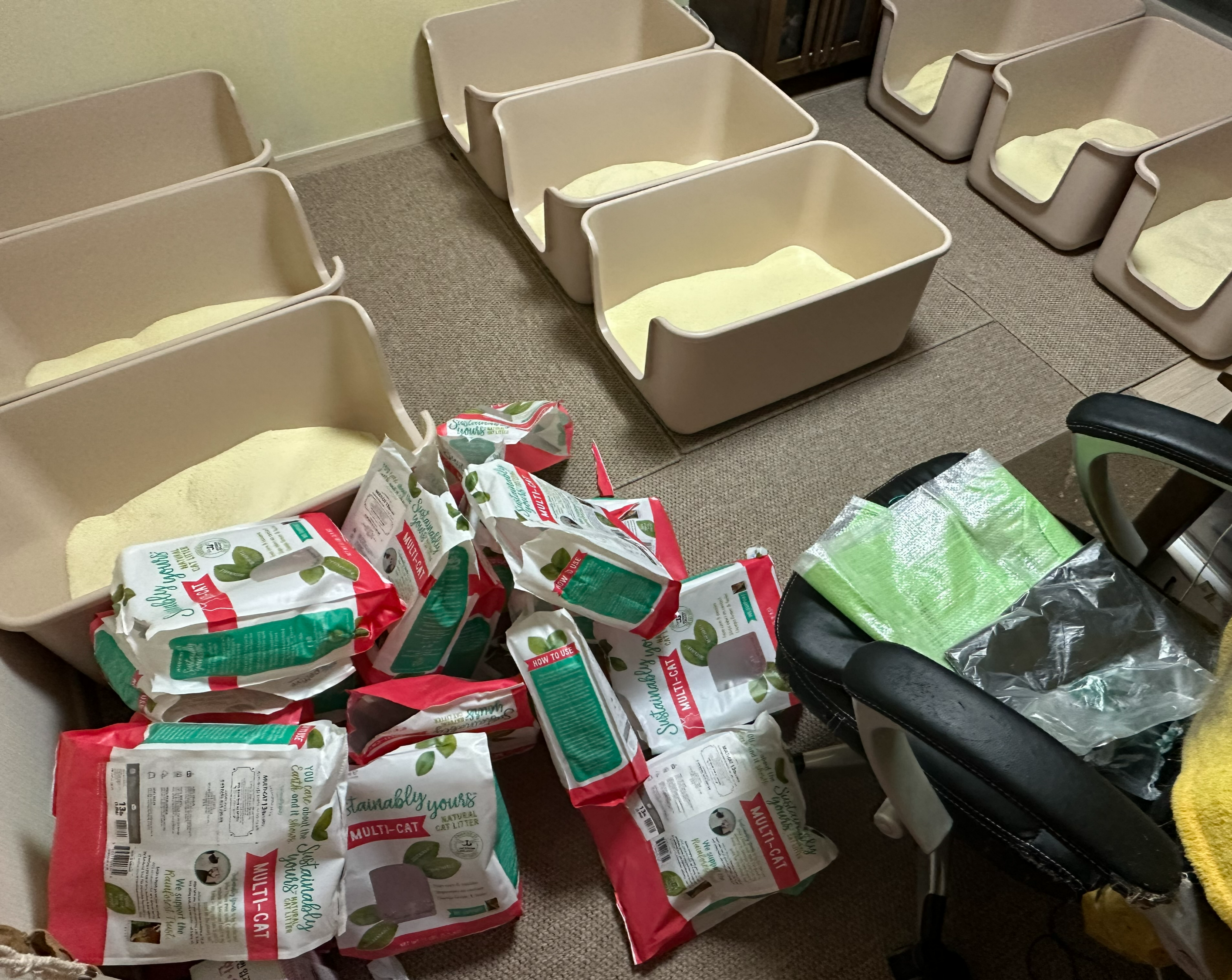 2월 고양이들 화장실 모래 전체갈이 (feat.사이잘룩러그)