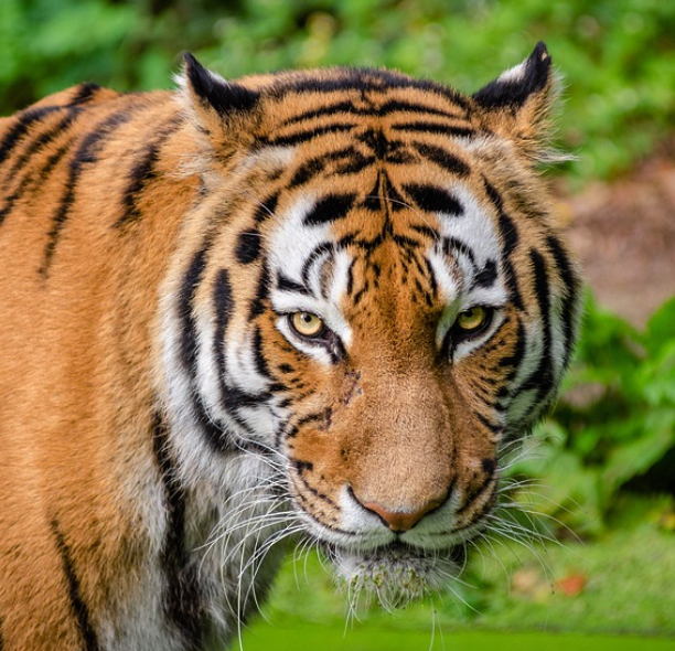 2023년 호랑이띠운세