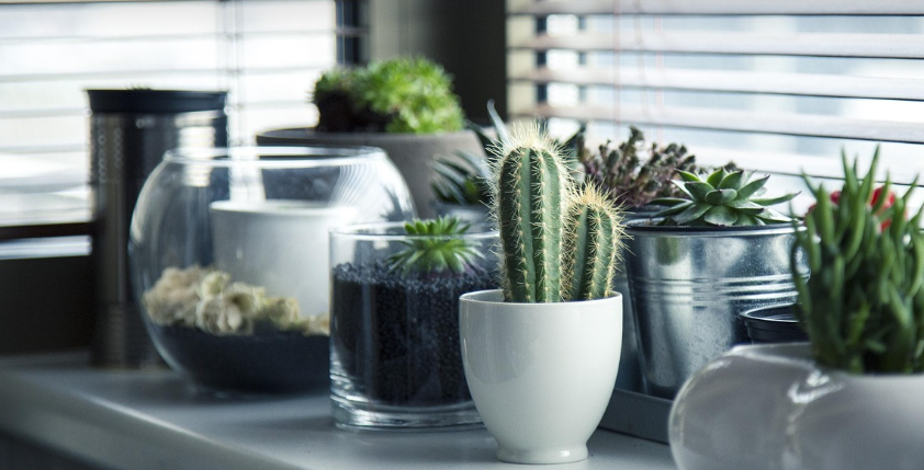 공기정화식물의 역사와 우리의 생활