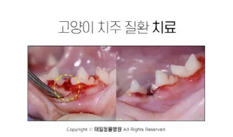 고양이치주염 증상 진단 치료 및 예방법_3