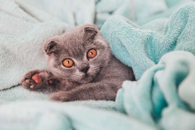 스코티시 폴드의 이미지