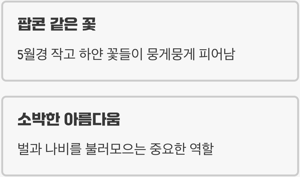 봄, 팝콘처럼 피어나는 순백의 향연