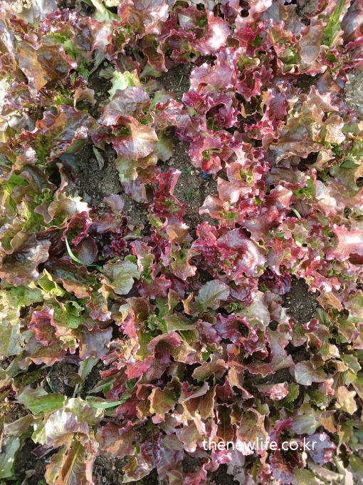 A diverse patch of red lettuce with frilly and flat leaves in various shades of red, pink, and green on moist soil-다양한 붉은빛과 녹색을 띠며 겹겹이 자란 적상추 군락 – 부드러운 곡선과 생기 있는 색상이 인상적임