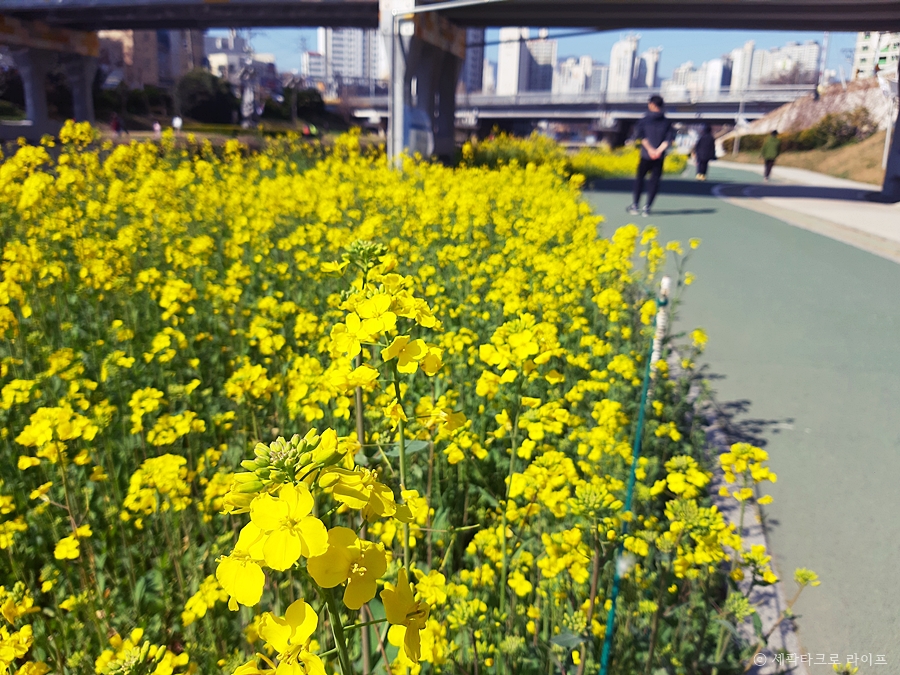 유채꽃풍경