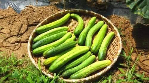 오이-수확시기-수확기간