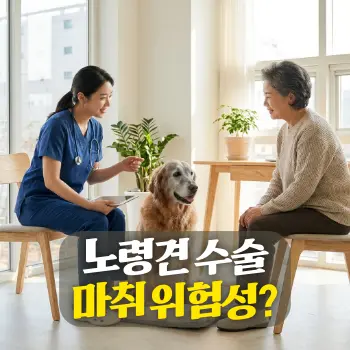 노령견 수술 마취 위험성?
10살이 넘은 노령견이 건강하게 앉아있고, 그 곁에서 한국인 수의사와 보호자가 안심하고 차분하게 대화하는 모습