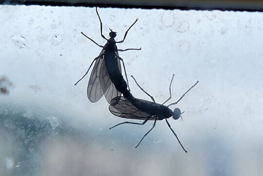 러브버그 퇴치 및 예방법