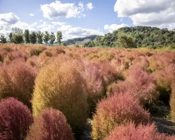 임진강 댑싸리공원_4