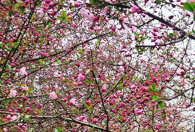 강진 서부해당화 봄꽃 축제