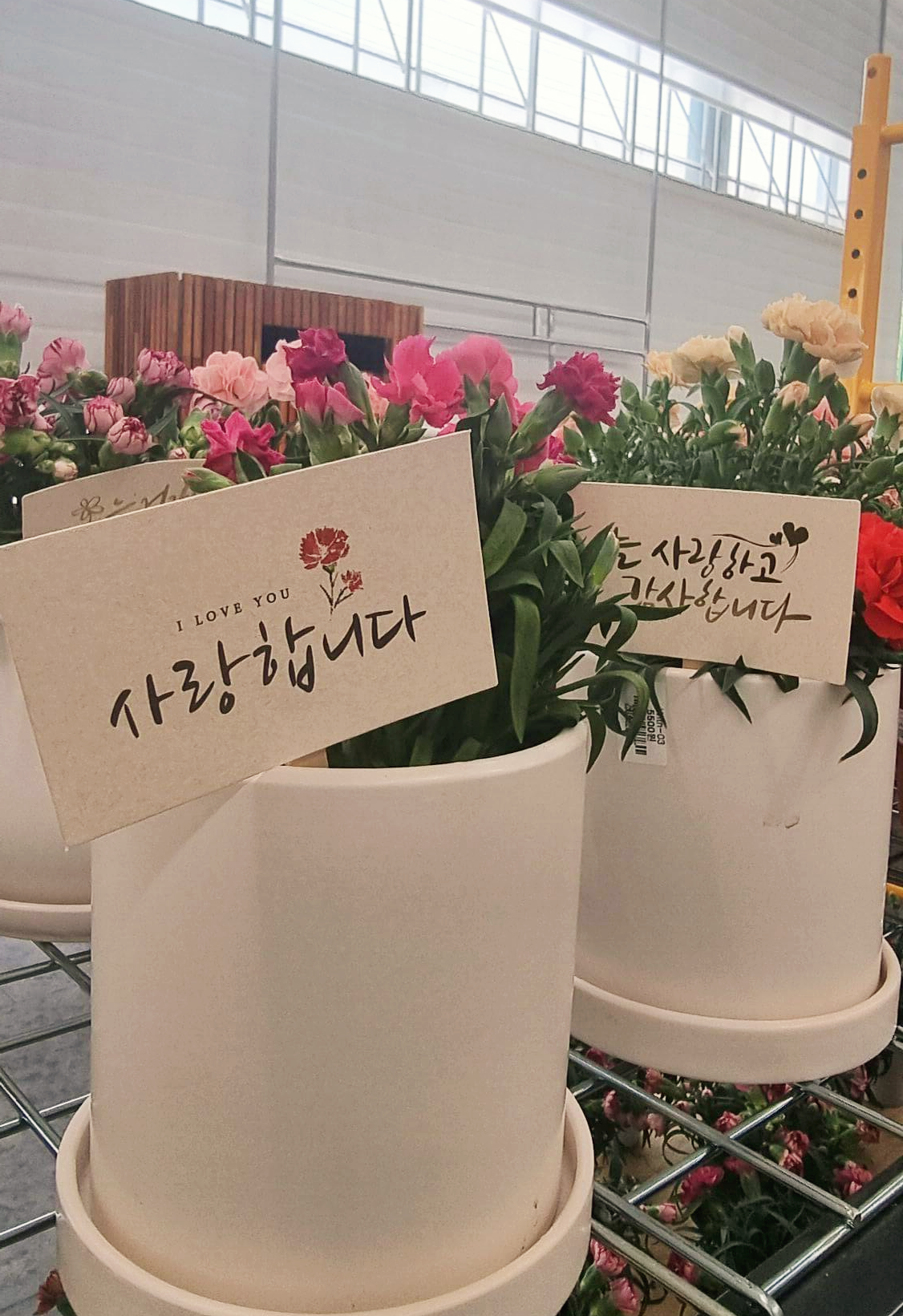 어반리프 판매중인 카네이션