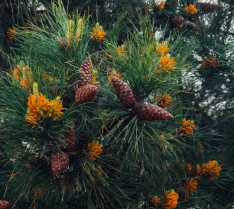 송화가루 효능 : 항염