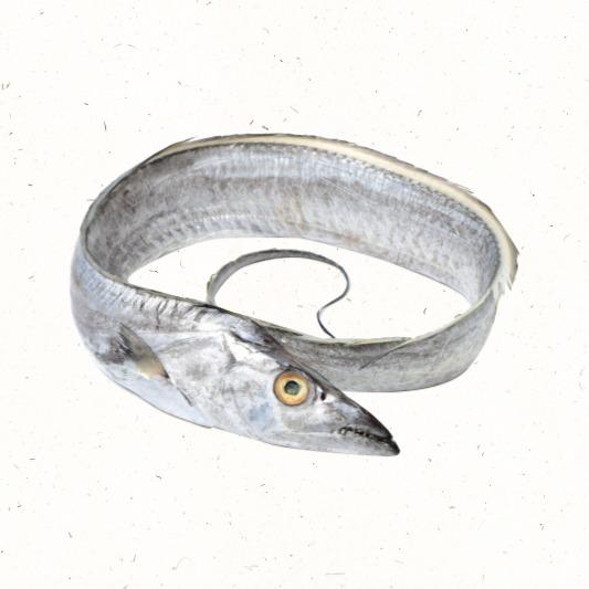 갈치 신선도 체크