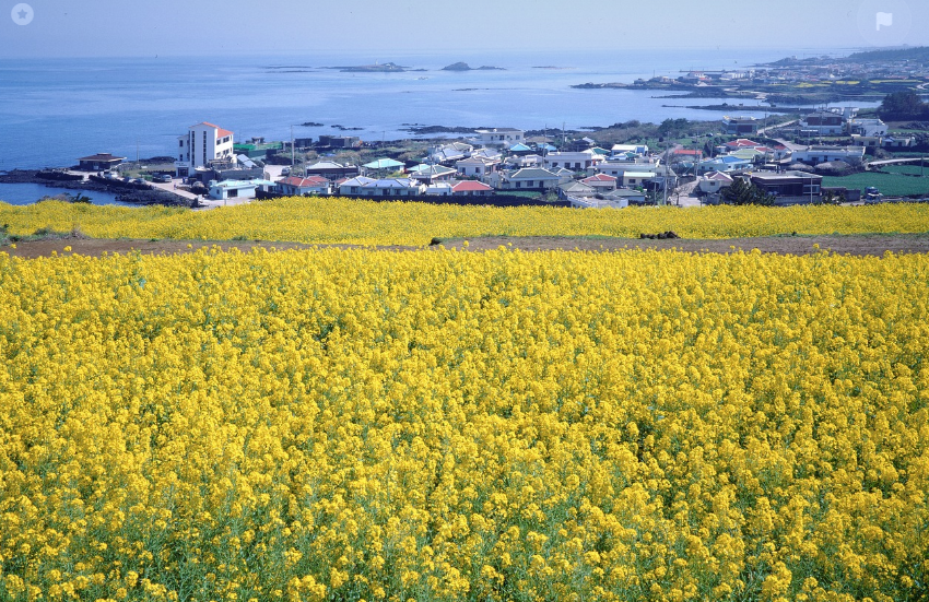 제주도의 유채 꽃밭 사진