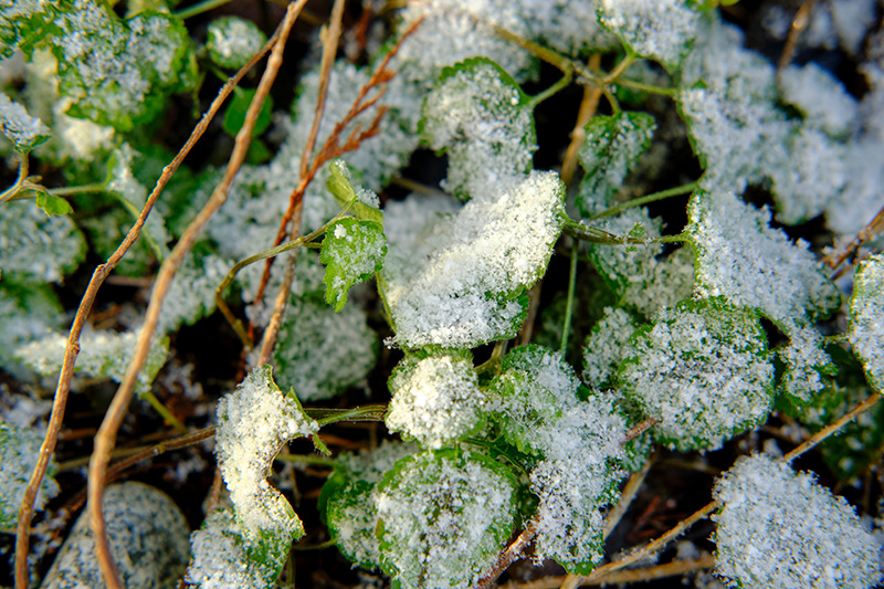 사락눈이 내린 잎사귀