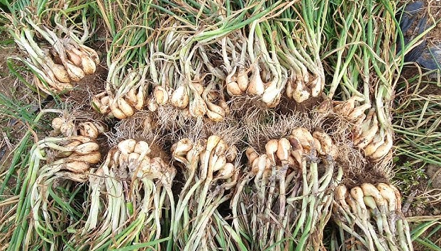 쪽파심는시기 수확시기 텃밭 간격 씨앗 종구 종자 심기 키우기 방법 총정리3