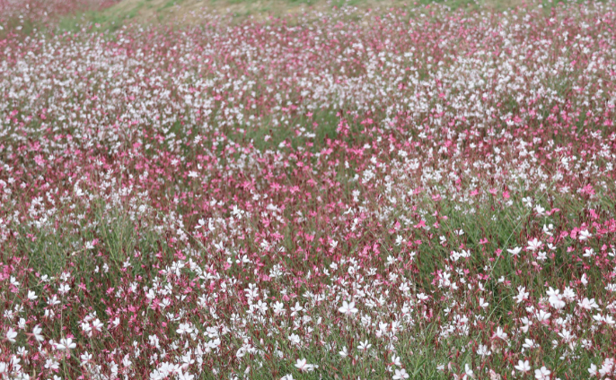 [5월 축제]포천 한탄강 가든페스타❘기간, 일정, 프로그램, 반려가족 여행지