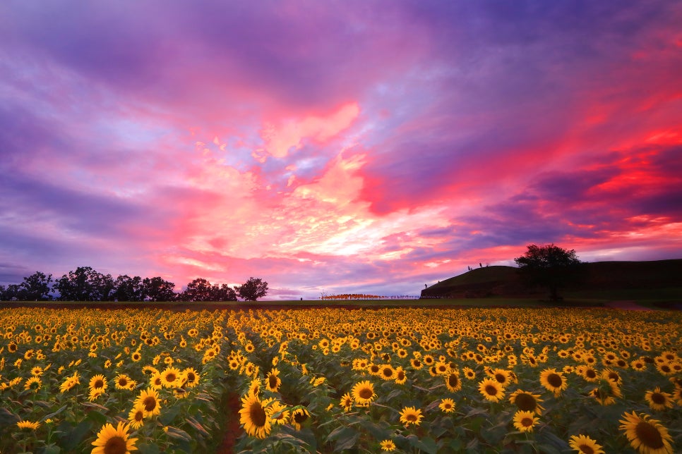 연천 장남 통일바라기축제