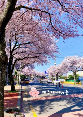 제주 벚꽃 명소 추천 아무도 모르는 명소_22