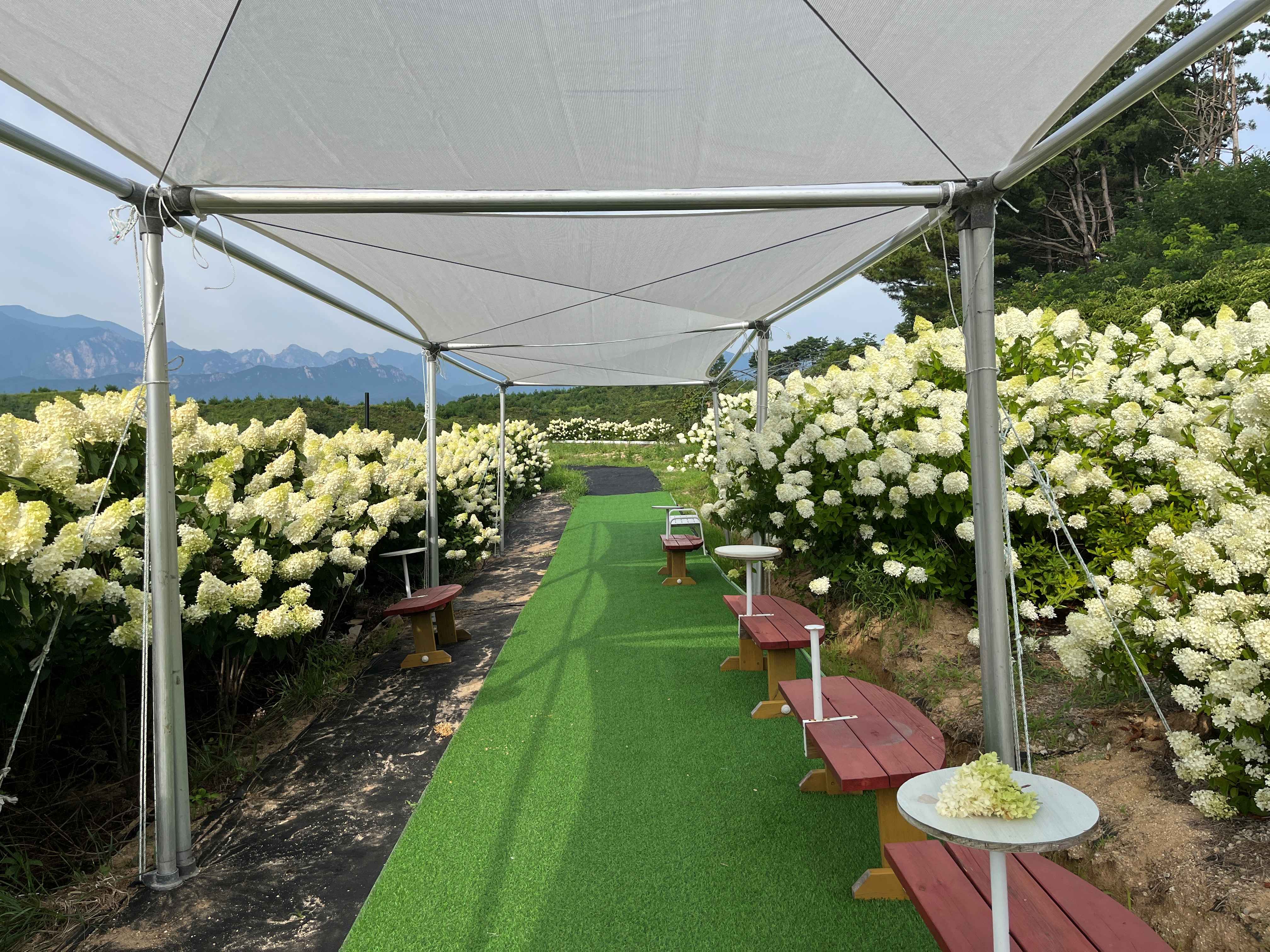 속초 영랑호 수국축제 속초수목농원