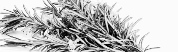 로즈마리 키우기