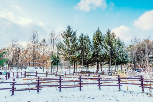 대전 겨울 여행 명소, 장태산자연휴양림&middot;한밭수목원&middot;보문산행복숲길&middot;유림공원