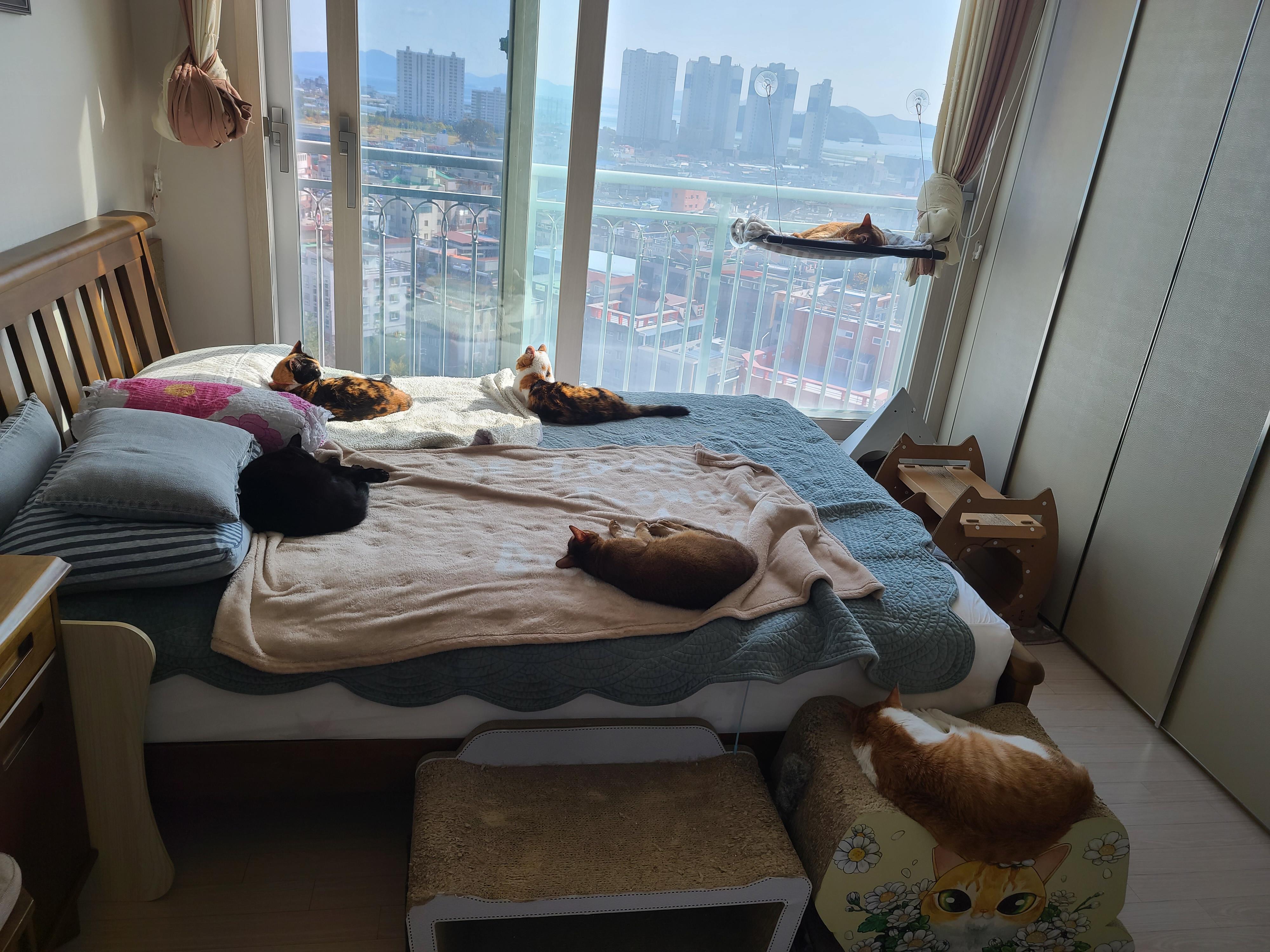 아홉냥이들의 평화로운 낮잠시간 모음 (feat.점점 밝은 고양이가 되어가는 사랑이)