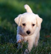 강아지 사료 추천