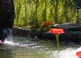 9월 축제: 평창 백일홍 축제 일정과 입장료&amp;#44; 가는 길&amp;#44; 근처 맛집 안내