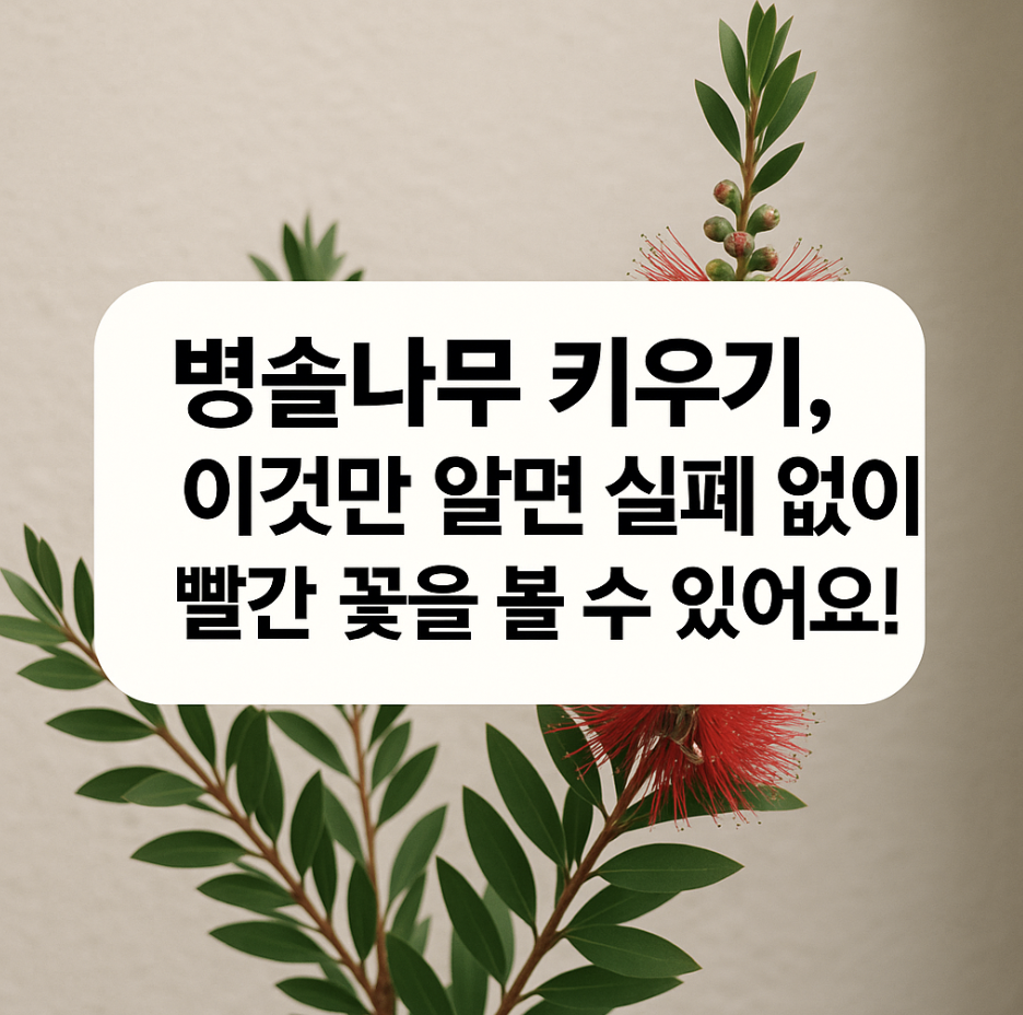 병솔나무 키우기, 이것만 알면 실패 없이 빨간 꽃을 볼 수 있어요!