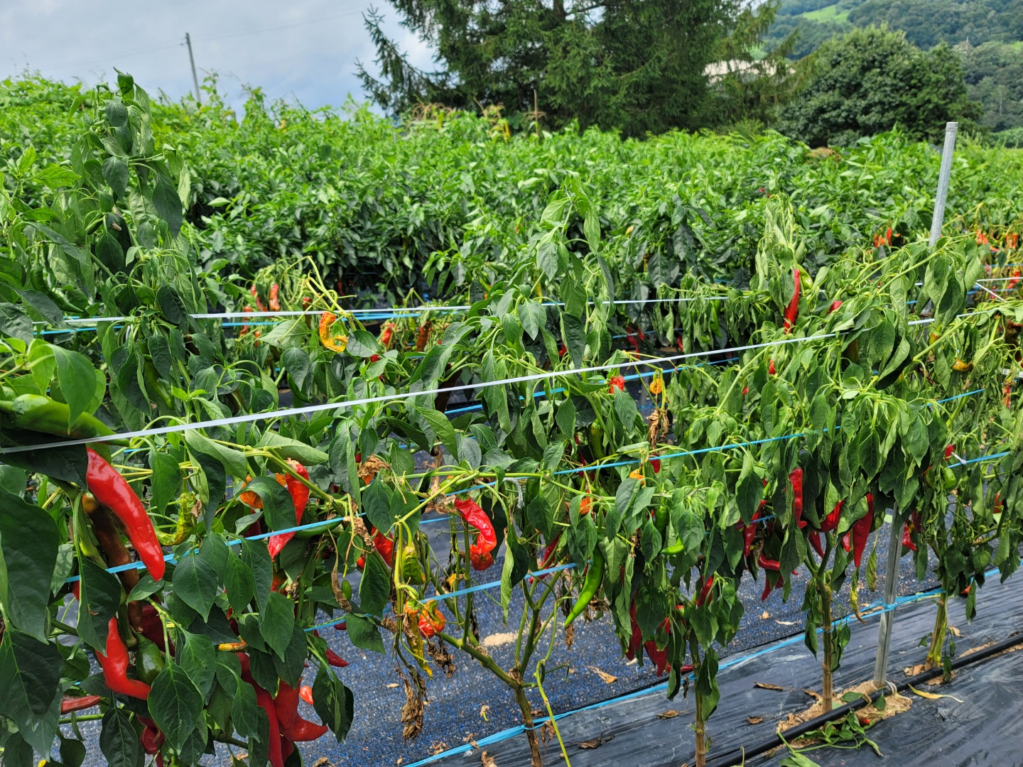 고추병충해 종류 사진 방재, 역병 탄저병 바이러스병 풋마름병