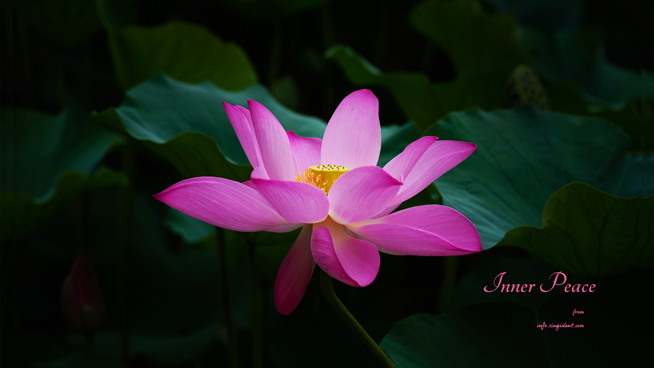 11 연꽃잎 사이로 보이는 꽃턱 C - Inner Peace 연꽃배경화면