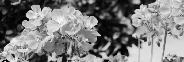 제라늄 키우기: 습도 (40~70%)