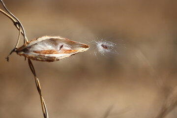 박주가리 효능과 먹는 방법과 부작용에 대해 알아봤습니다.