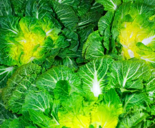 봄동 겉절이 황금레시피