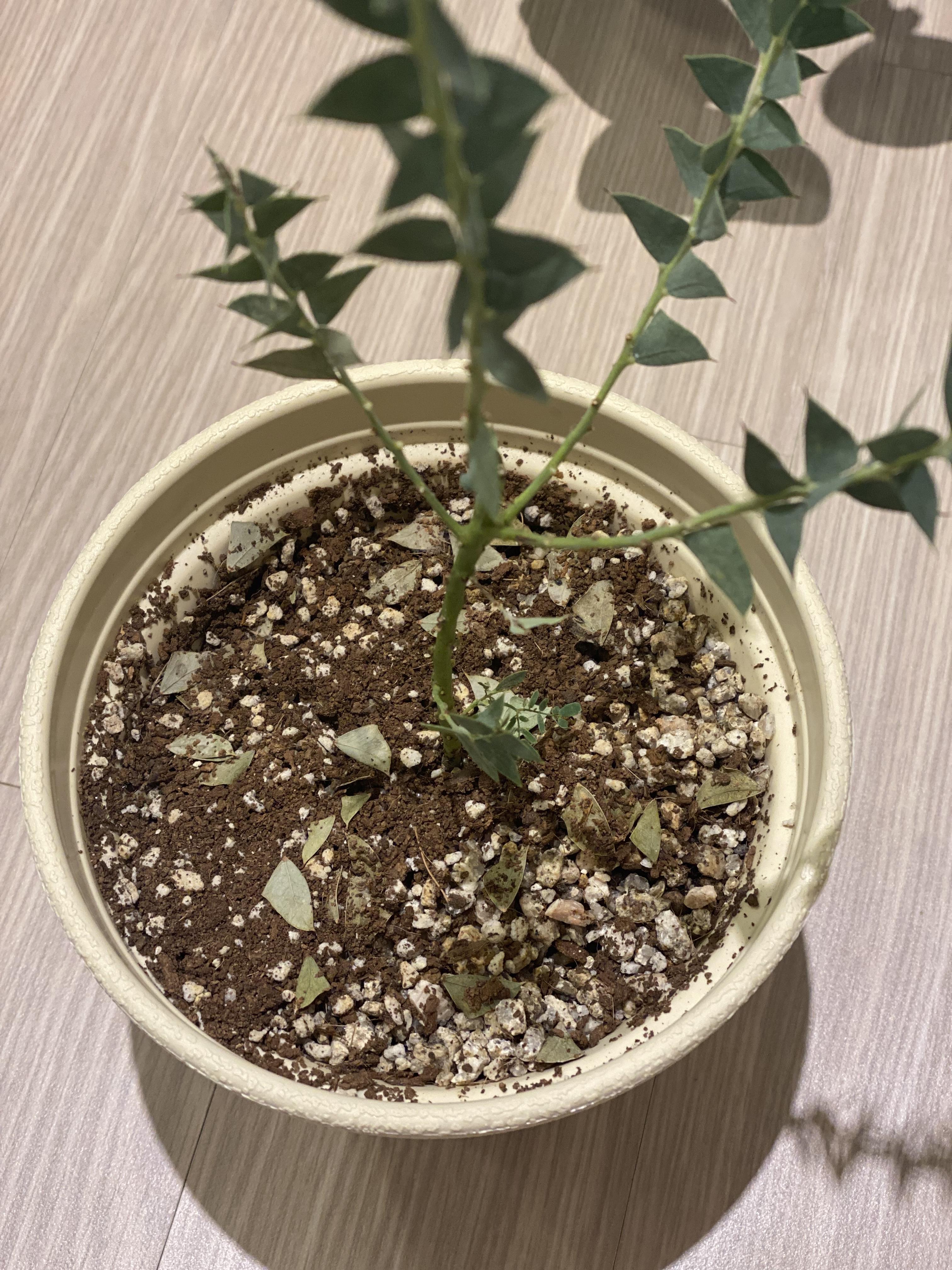 아카이사 잎떨어짐