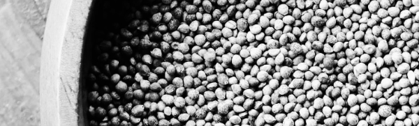 들깨 파종시기, 들깨 모종 심는 시기