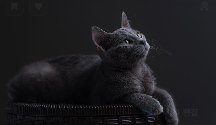 헤어볼 제거제 TOP5 비교표 관련 사진