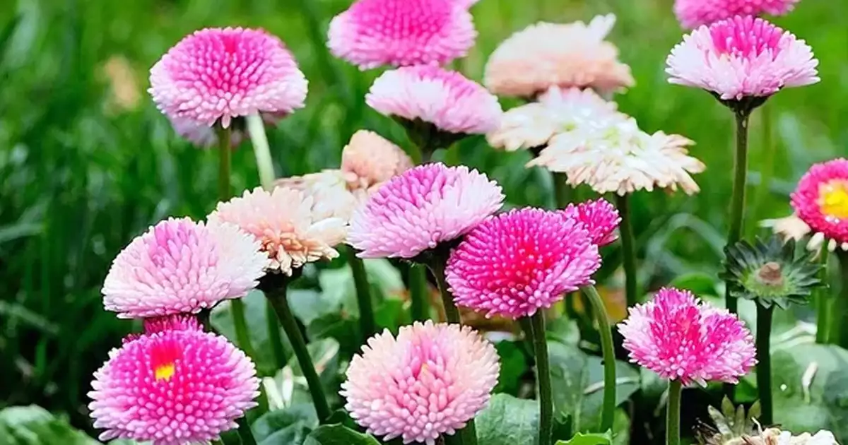 분홍빨간색봄꽃-데이지