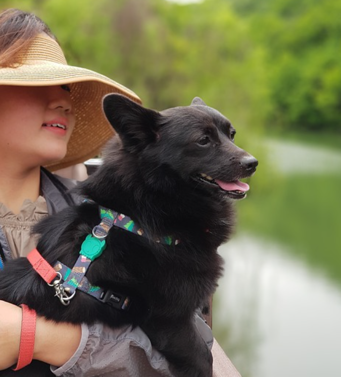 반려견과 정신 건강의 상관관계