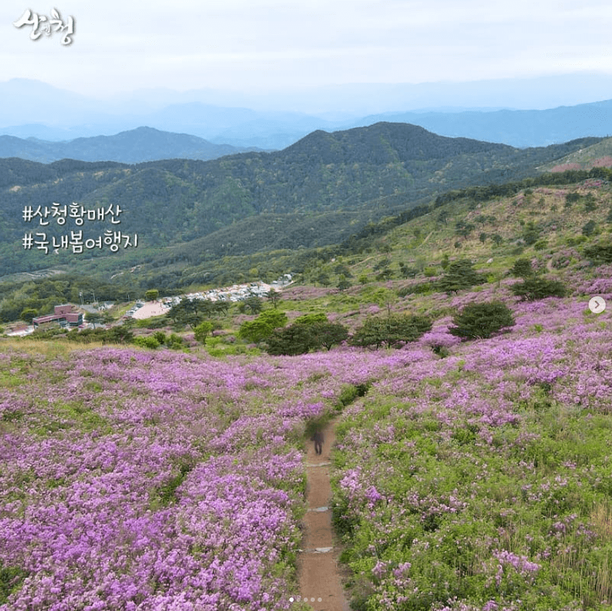 황매산 철쭉축제 기간