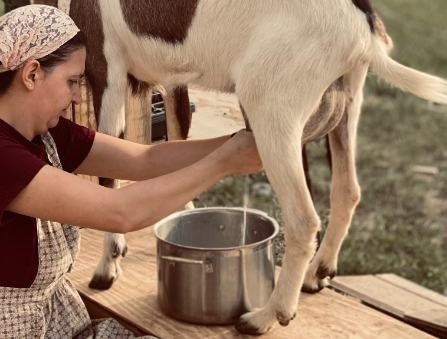 산양유 단백질 효능 : 소화