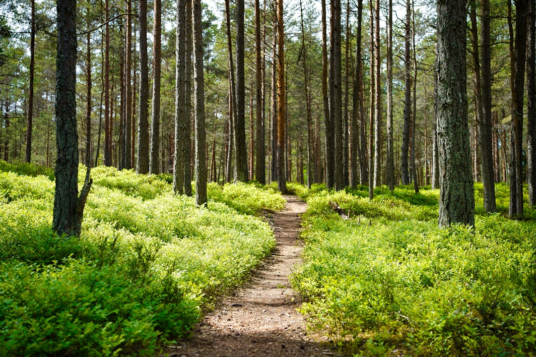trail