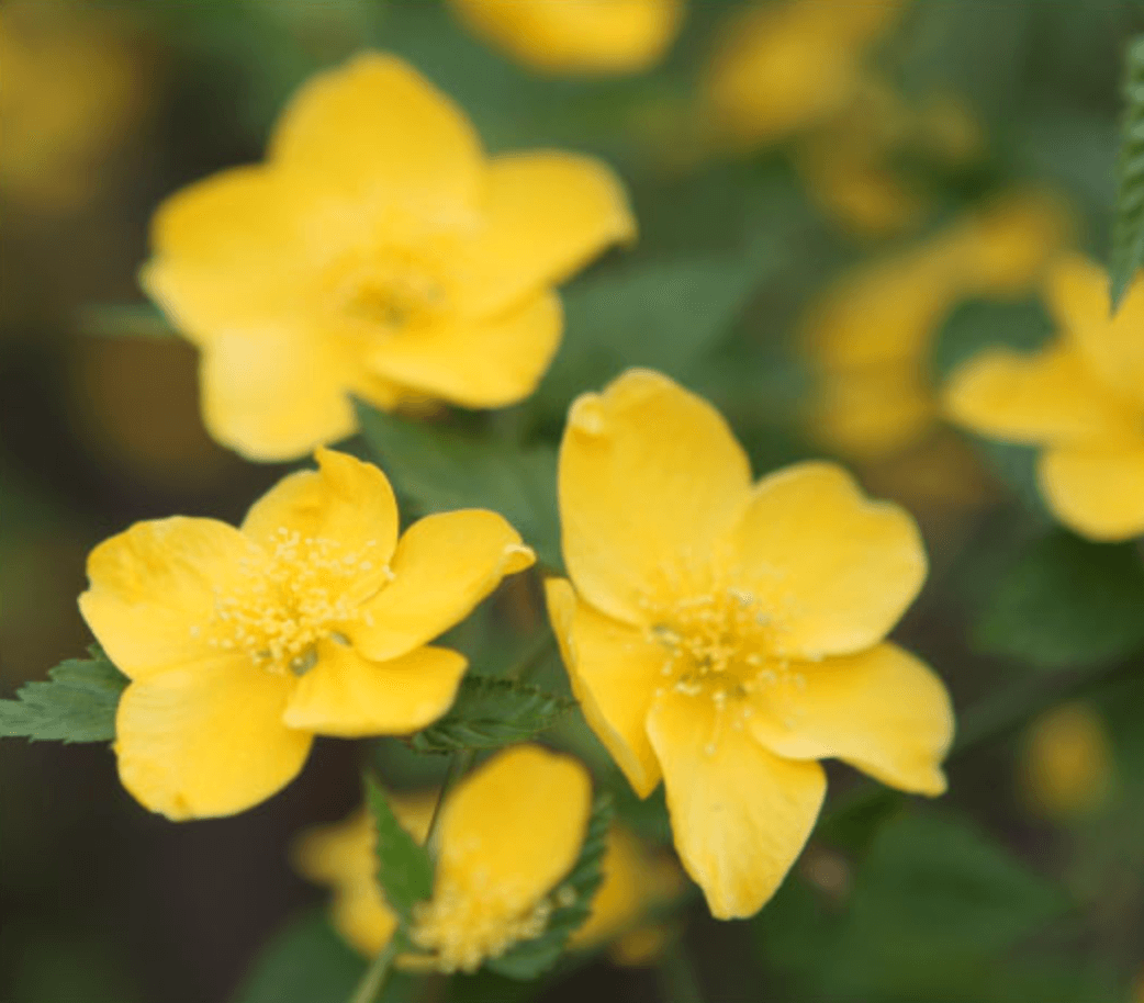 화담숲 예약 입장료 화담채