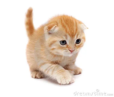 스코티시폴드 고양이 유전병_6